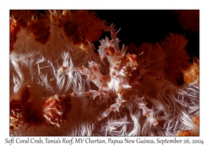 Soft Coral Crab