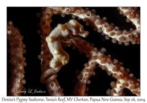Denise's Pygmy Seahorse