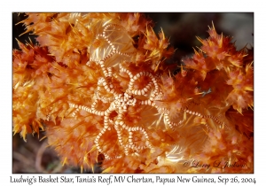 Ludwig's Basket Star