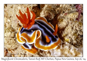 Magnificent Chromodoris