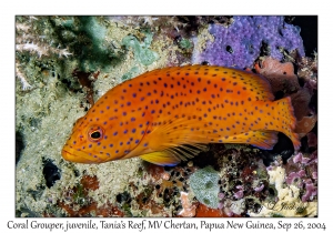 Coral Grouper juvenile