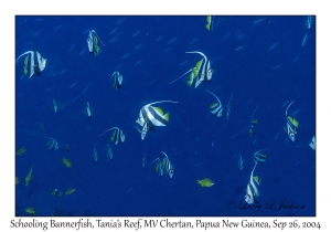 Schooling Bannerfish