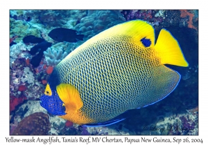 Yellow-mask Angelfish