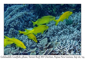 Goldsaddle Goatfish phase