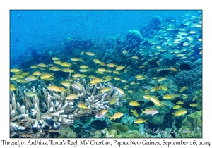 Threadfin Anthias