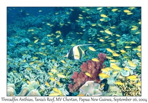 Threadfin Anthias