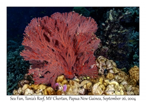 Sea Fan