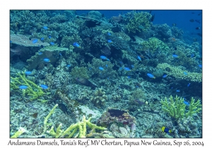 Andaman Damsels