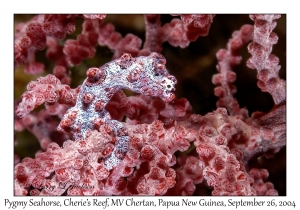 Pygmy Seahorse