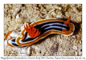 Magnificent Chromodoris