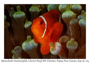 Spinecheek Anemonefish