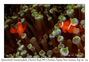 Spinecheek Anemonefish