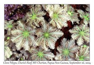 Clove Polyps