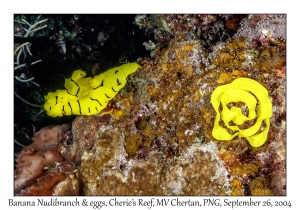 Banana Nudibranch & eggs
