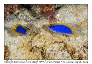 Yellowfin Damsel