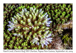 Hard Coral