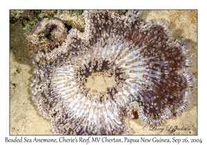 Beaded Sea Anemone