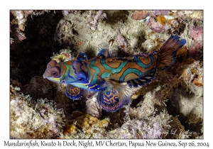 Mandarinfish