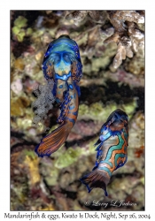 Mandarinfish & eggs