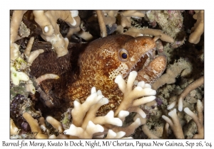 Barred-fin Moray