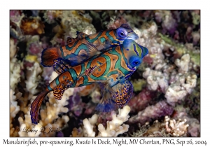 Mandarinfish