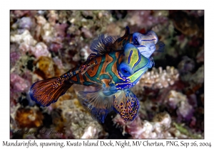 Mandarinfish