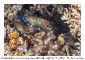 4 Mandarinfish