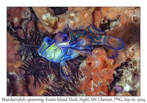 Mandarinfish