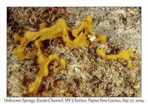 Unknown Sponge