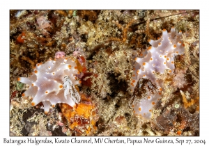 Batangas Halgerda
