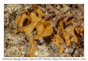 Unknown Sponge