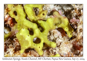 Unknown Sponge