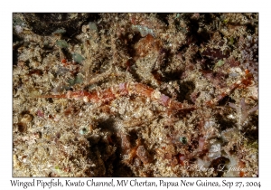 Winged Pipefish