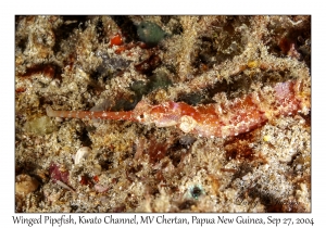 Winged Pipefish