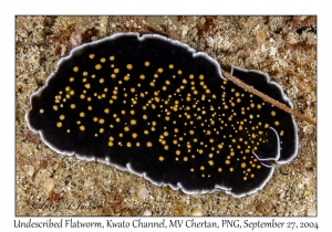 Undescribed Flatworm