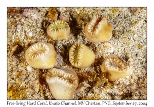 Free-living Hard Corals