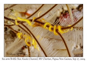 Six-arm Brittle Star