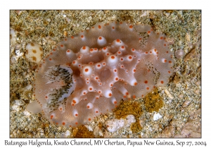 Batangas Halgerda