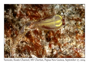 Tunicate
