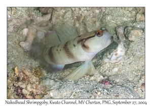 Nakedhead Shrimpgoby