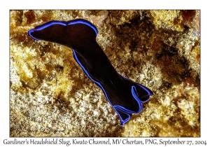 Gardiner's Headshield Slug