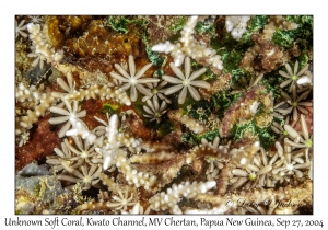 Unknown Soft Coral