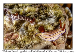 White's & Emma's Hypselodoris