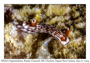 White's Hypselodoris