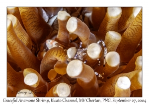Graceful Anemone Shrimp