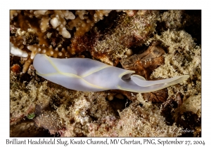 Brilliant Headshield Slug