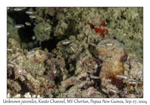 Unknown juveniles
