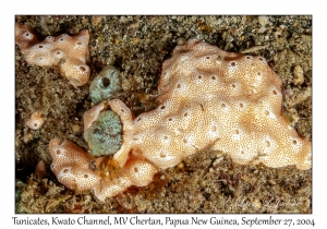Tunicates