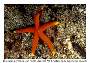 Thousand-pores Sea Star