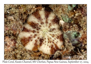 Plate Coral